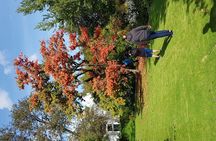 Full Day Afrivista Wine Tours from Stellenbosch 