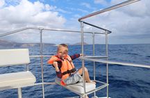 Whale and Dolphin Watching Catamaran with Transfer and Buffet 