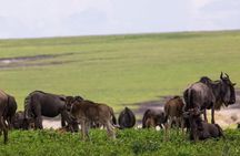 7 Days Tarangire, Serengeti, Ngorongoro & Manyara Camping Safari Tour Tanzania