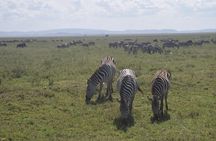 tarangire, ngorongoro & lake manyara park 3 days private tour