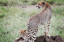 5 days safari, hiking & culture (Serengeti & kilimanjaro)