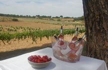 Guided tour glass in hand with wine tasting directly from the barrel