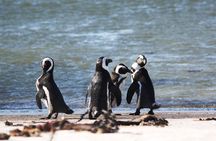 6-Day Garden Route & Addo South African Adventure from Cape Town