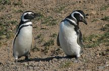 Cruise Shore Excursion Punta Tombo Tour - Puerto Madryn - Patagonia - Argentina