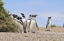 Cruise Shore Excursion Punta Tombo Tour - Puerto Madryn - Patagonia - Argentina
