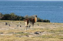 Cruise Shore Excursion Punta Tombo Tour - Puerto Madryn - Patagonia - Argentina