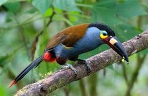 Private Mindo Cloud Forest Adventure
