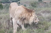 Full day big 5 addo Safari 