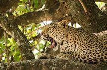 4 Day Budget Kruger National Park Safari