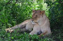 Camping to Serengeti & Ngorongoro Premium Parks 