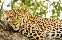 Full Day Safari - Kruger National Park