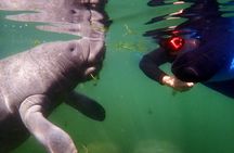 The 'OG' Manatee Snorkel Tour with In-Water Guide/Photographer