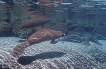 Exclusive Small Group VIP Heated Manatee Snorkel Tour