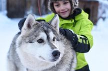Lapland Husky Safari from Saariselkä