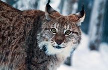 Private Guided Lapland Ranua Zoo tour from Rovaniemi