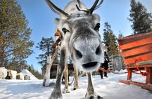 Lapland Reindeer Safari from Rovaniemi