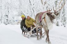 Lapland Reindeer Safari from Rovaniemi
