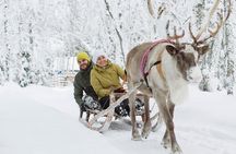 Lapland Reindeer and Husky Safari from Rovaniemi