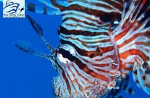 Day trip Snorkel or Dive with Dugong and Turtles