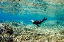 Cabo Pulmo National Park Snorkel Expedition from Cabo San Lucas