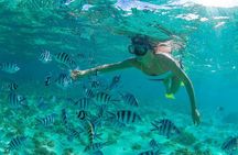 Cabo Pulmo National Park Snorkel Expedition from Cabo San Lucas