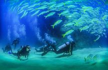 Learn to Scuba Dive in Cabo San Lucas with PADI