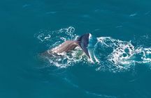 Kaikoura Whale Watching - Ultimate Experience 