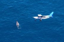 Kaikoura Whale Watching - Ultimate Experience 