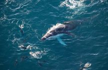 Whale Watching in Kaikoura - Ultimate Experience 
