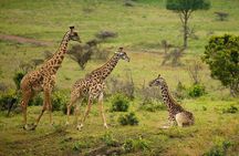 One Day Tour to Maasai Mara Game reserve from Nairobi