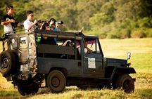 Afternoon Game Drive at Minneriya National Park