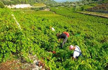 Peljesac Vineyards & Oysters - Private Day Trip from Dubrovnik-Mercedes Vehicle