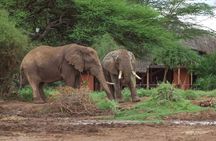 2- Day Diani to Amboseli Flying Safari