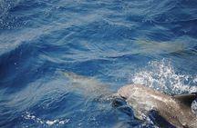 Meet the dolphins in snorkeling tour