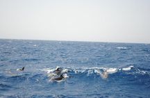 Meet the dolphins in snorkeling tour