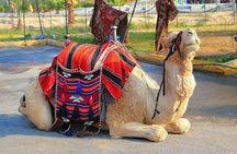Palmeraie Quad Bikinig, and Camel Riding tour.