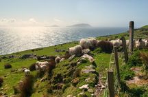 Private Tour: Dingle Peninsula from Killarney
