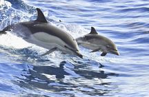 Whales & Dolphins watching in exclusive sailboat
