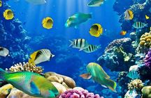  Hurghada: Full-Day Diving Tour with Lunch & Two Dive Sites