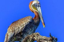 Full-Day Tour of Cayo Levantado and Los Haitises National Park