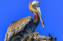 Los Haitises & Cayo Levantado (Lunch included, from Samana in Catamaran or Boat)