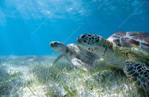 Private Tour Turtle Experience and Cenote Swim