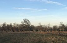 Hampton Court Palace Grounds Bike Tour