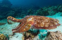 Fun Diving Safari Day Trip From Koh Lanta - Certified Divers