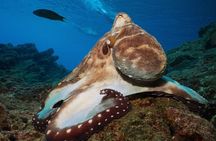 Fun Diving Safari Day Trip From Koh Lanta - Certified Divers