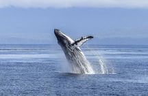 Whale Watching Tour from Cape Town