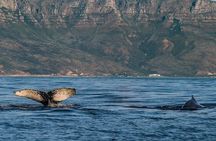 Whale Watching Tour from Cape Town