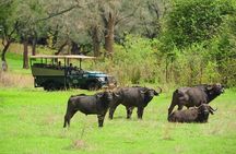 Chobe Full Day Trip