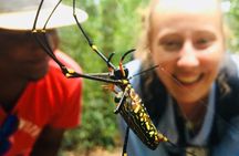 Explore Singharaja Forest Reserve (mirissa/weligama & Galle)