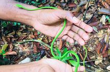 Explore Singharaja Forest Reserve (mirissa/weligama & Galle)